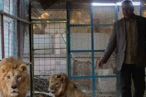 رغم القوانين المجرَمة.. 200 عائلة عراقية تربي الأسود في منازلها