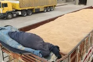 ضبط أكثر من 100 طن من الحنطة الممنوعة في صلاح الدين