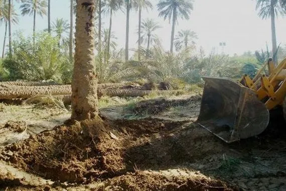 انحسار ظاهرة تجريف البساتين في ديالى لأول مرة منذ 2003