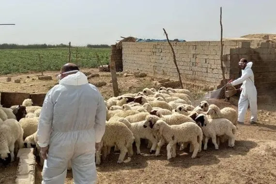 صحة كركوك تنفي تسجيل إصابات جديدة بالحمى النزفية للأسبوع الثالث على التوالي وكالة بغداد اليوم الاخبارية