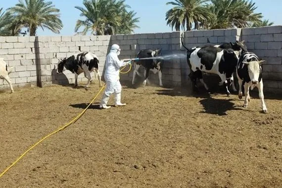 ذي قار تتصدر محافظات البلاد بإصابات الحمى النزفية
