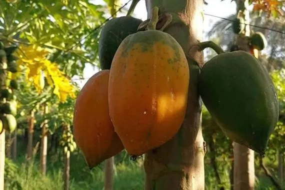 مزارع في بابل ينجح بزراعة أول غابة بابايا في العراق