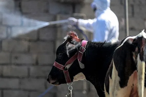 الصحة تنفي تسجيل 5 إصابات بالحمى النزفية في بغداد
