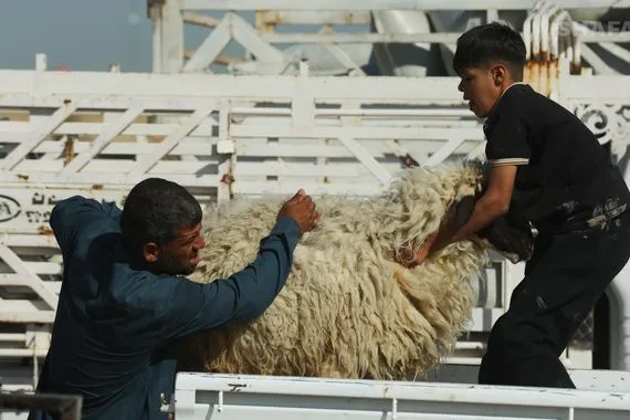 الصحة تعلق على تفشي الحمى النزفية في بغداد شفق نيوز
