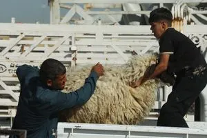 الصحة تعلق على تفشي الحمى النزفية في بغداد شفق نيوز
