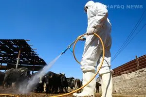 تسجيل أول إصابة بالحمى النزفية في سامراء شفق نيوز