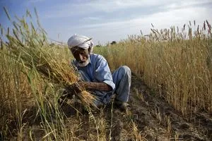 السوداني يوجه بصرف 500 مليار دينار مستحقات للفلاحين والمزارعين وكالة بغداد اليوم الاخبارية