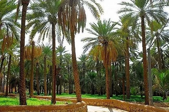 خبير قانوني السجن سنتان وغرامة مالية عقوبة قطع الأشجار
