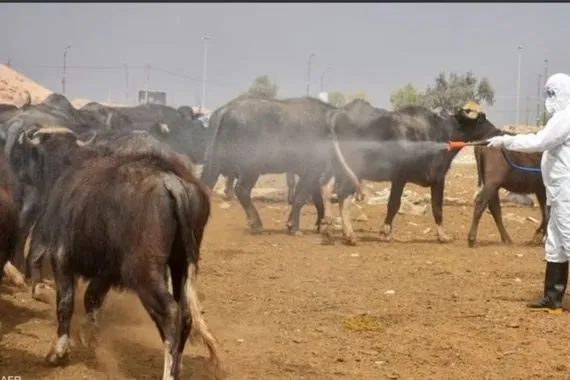 الناصرية بالمقدمة وكربلاء والانبار الأدنى أحدث موقف وبائي للحمى النزفية في العراق