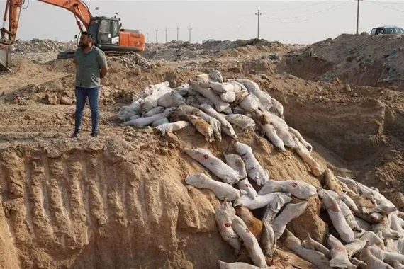 في بغداد اتلاف 50 طناً من اللحوم المستوردة
