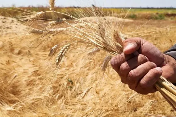 سوريا تحدد أسعار شراء القمح من المزارعين