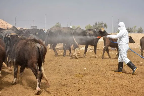 بالأرقام 123 إصابة و 19 حالة وفاة بالحمى النزفية منذ بداية العام