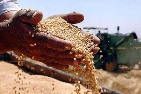 التجارة ترد بشأن الحنطة التالفة أبعدوا القوت اليومي للمواطن عن المزايدات