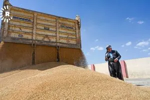 وزارة المالية العراقية تطلق تمويل الدفعة الثانية من مستحقات الفلاحين لمحصول الحنطة