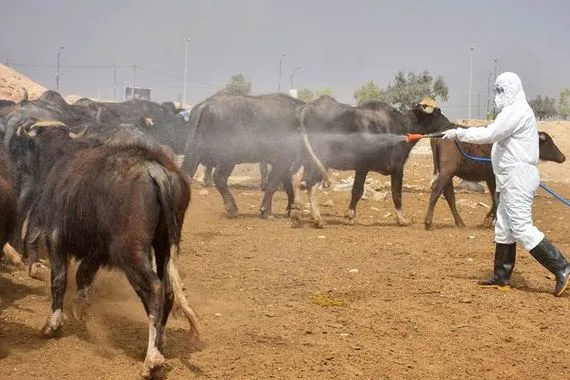 العراق يسجّل 19 حالة وفاة بالحمى النزفية منذ مطلع العام