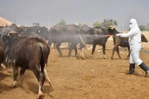 العراق يسجّل 19 حالة وفاة بالحمى النزفية منذ مطلع العام