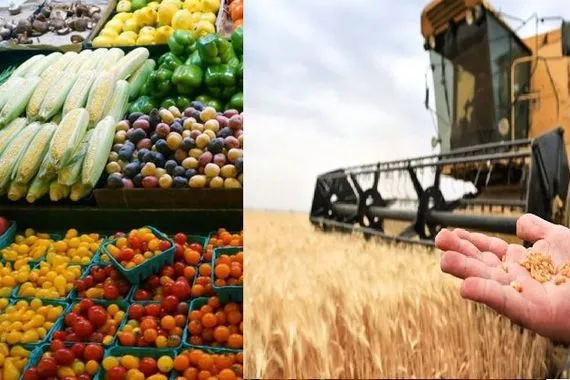 الزراعة تطمأن المواطنيين المحاصيل المحلية تغطي حاجة السوق ونمتلك خزينًا كافيًا من الحنطة