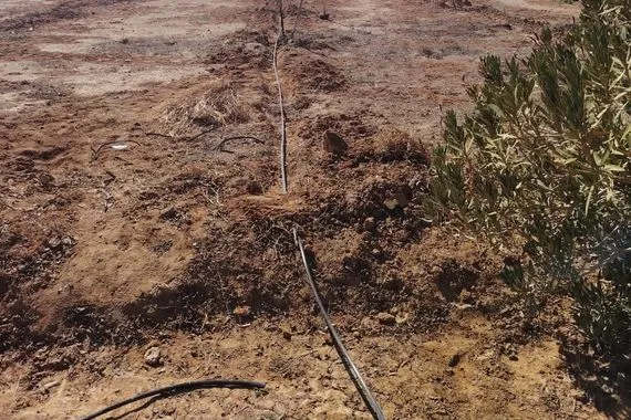 زراعة 100 دونم جديدة من أشجار الزيتون في واحة جبهة بالانبار