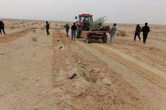 بدعم الأغذية العالمي الزيتون يزهر غرب العراق