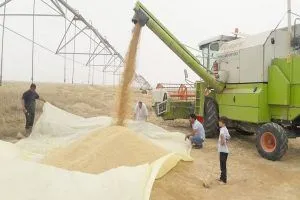 العراق يكتفي ذاتياً من المحاصيل الغذائية المهمة خلال العام الجاري