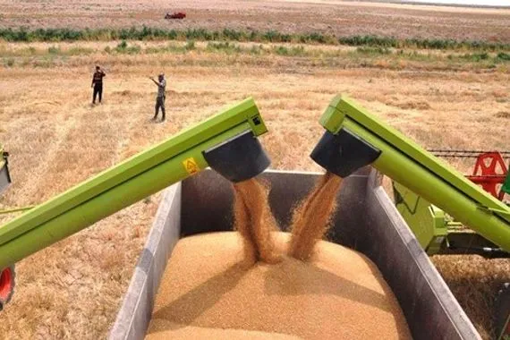 الحكومة توافق على تسويق 40 ألف طن من الحنطة في ديالى