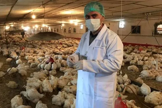 بعد مطالبات نيابية قرار حكومي يسمح بنقل منتجات الدواجن بين المحافظات شفق نيوز