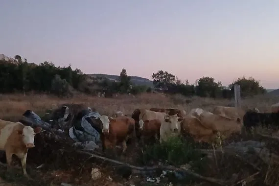 أبقار إسرائيلية في جنوب لبنان وتحذيرات من الاقتراب منها