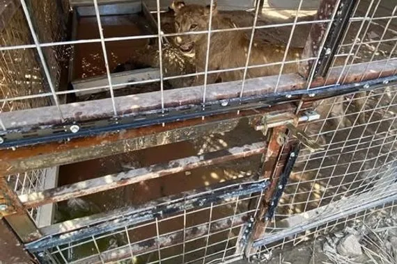 بغداد القبض على شخص يربي أسداً في منزله