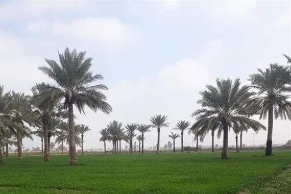 بدء إجراءات تحويل 7 مناطق زراعية في بغداد الى سكنية