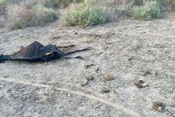 نفوق جماعي للحيوانات ارتفاع ملوحة المياه يهدد الحياة في أهوار البصرة شفق نيوز