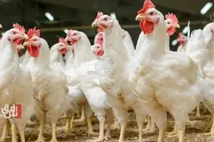 تحذير من كارثة وشيكة في قطاع الدواجن بإقليم كوردستان بسبب أعلاف ولقاحات شفق نيوز