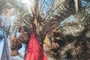 معرض في كربلاء يجسّد الشعائر الحسينية بأسلوب فني