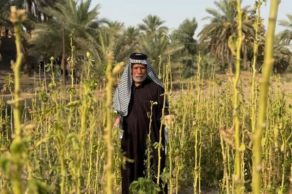 من بستان كبير لأشجار بائسة مزارع بابلي يروي حكاية الموت البطيء صور شفق نيوز