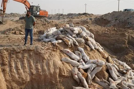 اتلاف أكثر من 5 أطنان من اللحوم في بغداد