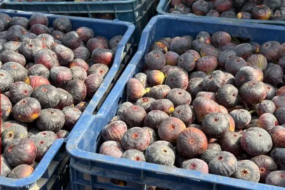 تين بني مسلم موسم بطعم المعاناة في كفل بابل صور شفق نيوز