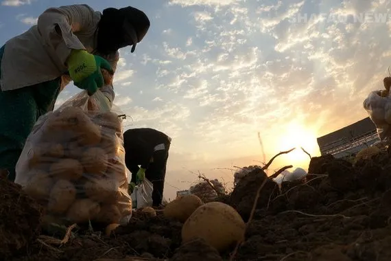 فلاح من دهوك يتوج للعام الخامس كأفضل مزارع بطاطا في العراق صور شفق نيوز