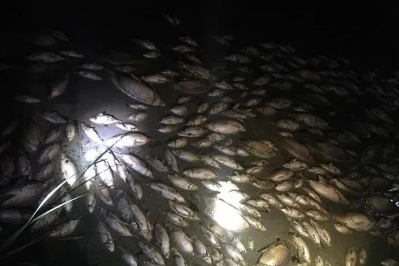 ما أسباب نفوق الأسماك في نهر اليهودية