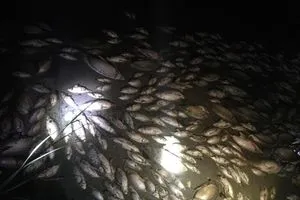 ما أسباب نفوق الأسماك في نهر اليهودية