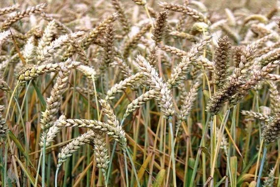 الولايات المتحدة ابتكار أصناف من القمح تنتج السماد بنفسها وكالة الانباء العراقية واع