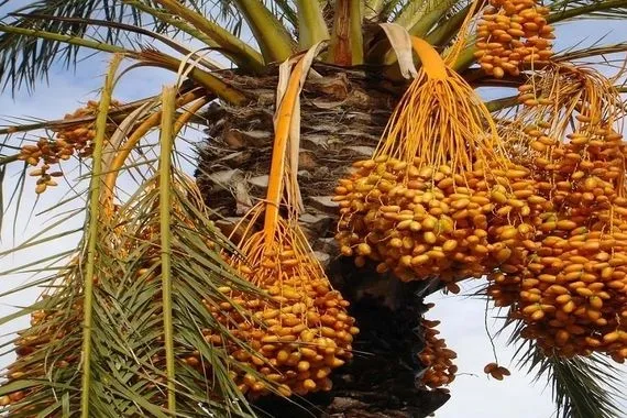 تصدير التمور يحفز الاستثمار في العراق زيادة بنسبة 10 على أصناف نادرة عاجل وكالة بغداد اليوم الاخبارية