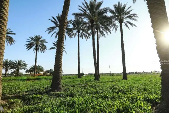 الزراعة تعتمد آلية جديدة لتوفير فرص عمل وتحسين الواقع البيئي وكالة الانباء العراقية واع