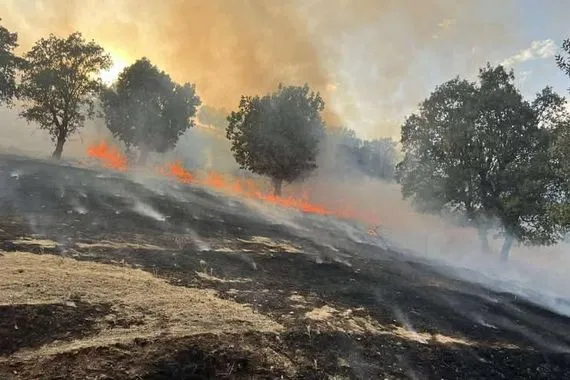 حريق يلتهم ألف دونم من الأحراش والبساتين في السليمانية صور شفق نيوز
