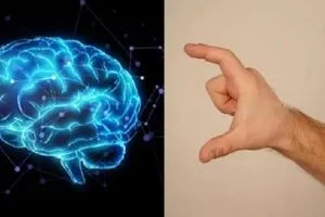 دراسة بريطانية طول الإبهام يرتبط بحجم الدماغ والإدراك