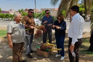 بلدية تلكيف تحصد أكثر من 10 أطنان من التمور وتتصدر بلديات نينوى في الإنتاج وكالة بغداد اليوم الاخبارية