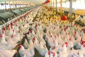6 5 مليارات بيضة و350 ألف طن لحم طفرة في قطاع الدواجن العراقي