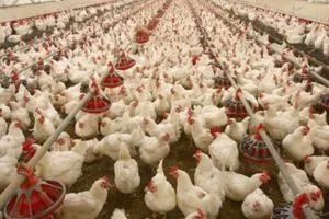 كردستان تعلن فائضاً في إنتاج الدجاج والبيض وتخطط لتصديره إلى دول الجوار والخليج وكالة بغداد اليوم الاخبارية