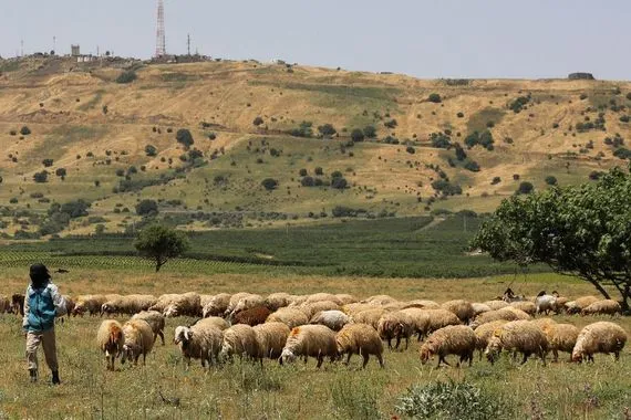 ثروة حيوانية تحت الضغط كيف تواجه سوريا أزماتها الاقتصادية والوبائية شفق نيوز