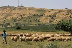 ثروة حيوانية تحت الضغط كيف تواجه سوريا أزماتها الاقتصادية والوبائية شفق نيوز
