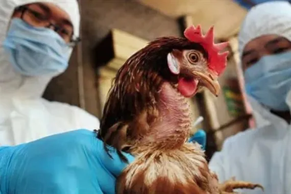 كوريا الجنوبية تعلن تسجيل أول إصابة بإنفلونزا الطيور وتكثيف الحجر الصحي