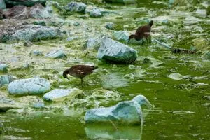الطحالب السامة تفتك بأكبر بحيرة في المملكة المتحدة